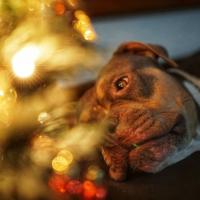 How to Make Sure Your Furry Friends are Comfortable this New Year’s Eve
