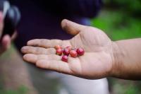 Bana’s Cafe of Sagada wins critics recognition in Paris