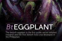 UPLB researchers develop insect-resistant Biotech Talong