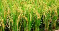 DA: The Philippines Could Be Self Sufficient In Rice Production By 2019