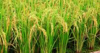 DA: The Philippines Could Be Self Sufficient In Rice Production By 2019