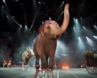 Extreme thrills, exotic animals and extraordinary performers