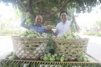 Megaworld’s ‘The Mactan Newtown’ cultivates own ‘Mango Festival’