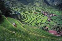 Banaue Rice Terraces access now faster via Clark