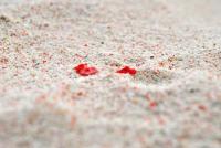 Nat Geo hails Zamboanga’s Pink Beach among world’s best